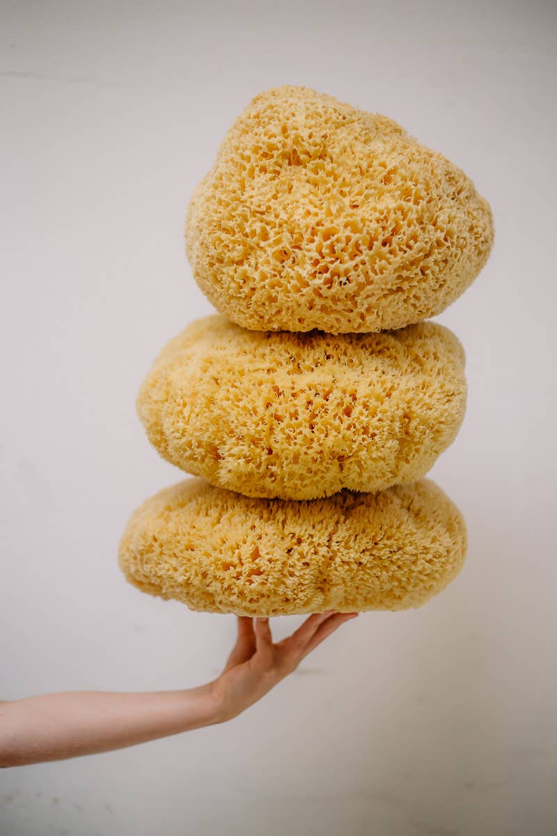 Sustainable natural sponge from the sea for bath wellness spa