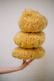 Sustainable natural sponge from the sea for bath wellness spa