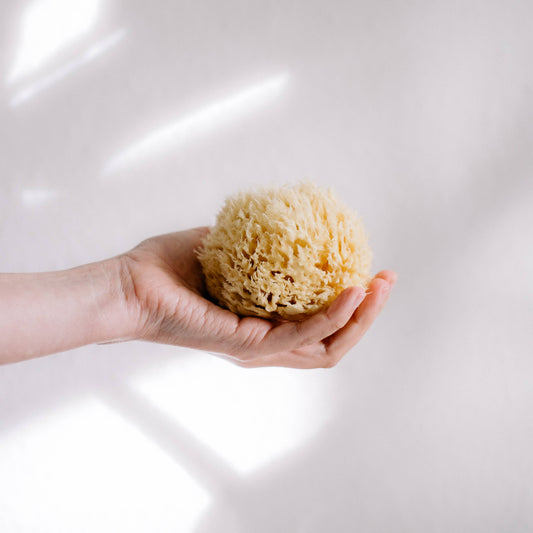 Sustainable natural sponge from the sea for bath wellness spa