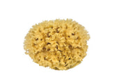 Sustainable natural sponge from the sea for bath wellness spa