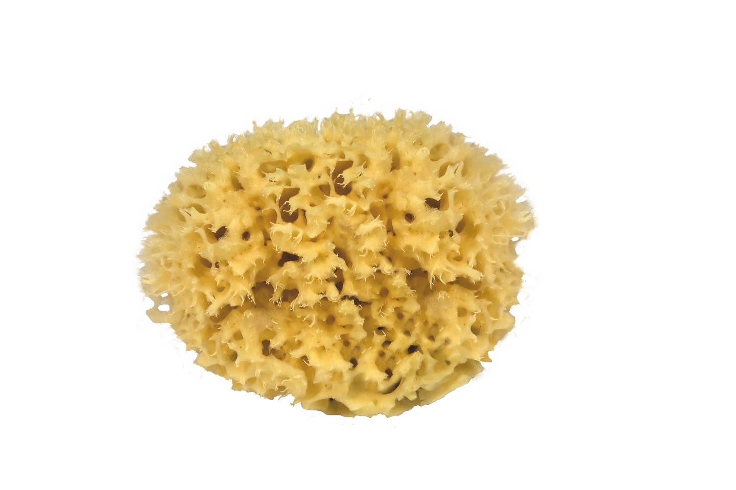 Sustainable natural sponge from the sea for bath wellness spa